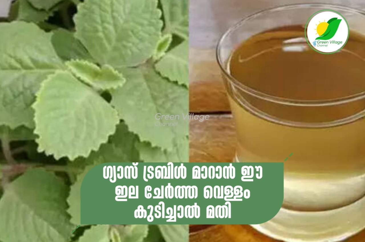 IMG 20230701 WA0031