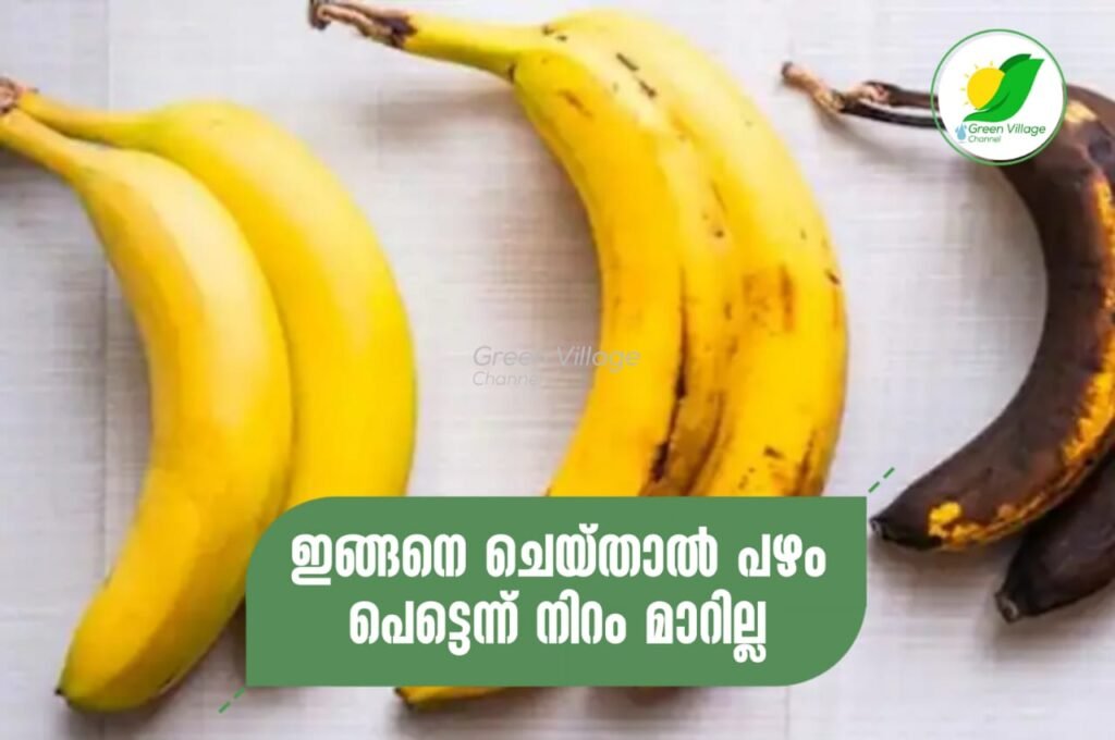 IMG 20230702 WA0004 1024x680