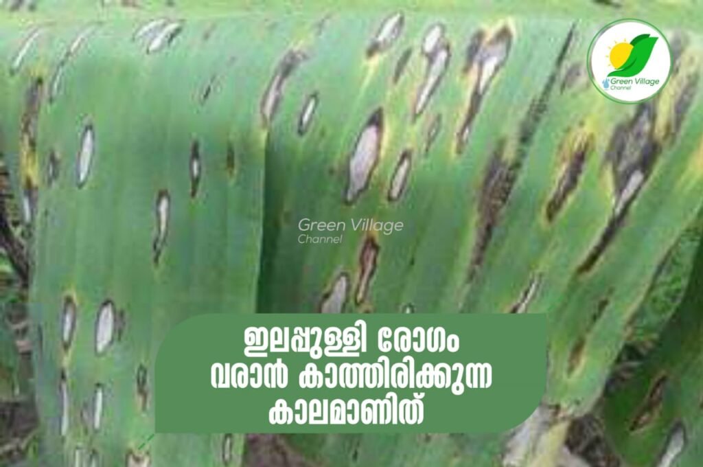 ഇടവിട്ട് മഴയും വെയിലും, ഇലപ്പുള്ളി രോഗം വരാൻ കാത്തിരിക്കുന്ന കാലം | ilappulli illness IMG 20230702 WA0026 1024x680