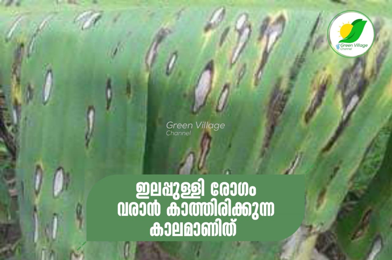 ഇടവിട്ട് മഴയും വെയിലും, ഇലപ്പുള്ളി രോഗം വരാൻ കാത്തിരിക്കുന്ന കാലം | ilappulli illness IMG 20230702 WA0026