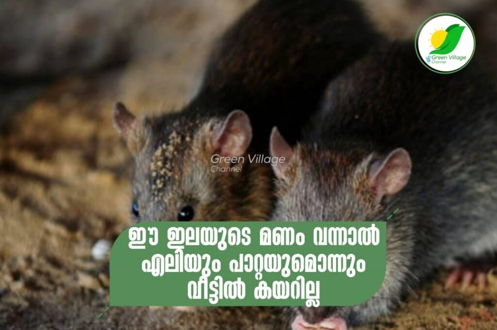 IMG 20230703 WA0002 1024x680