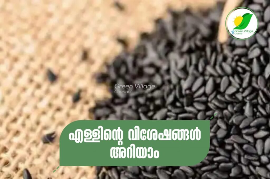 IMG 20230704 WA0001 1024x680