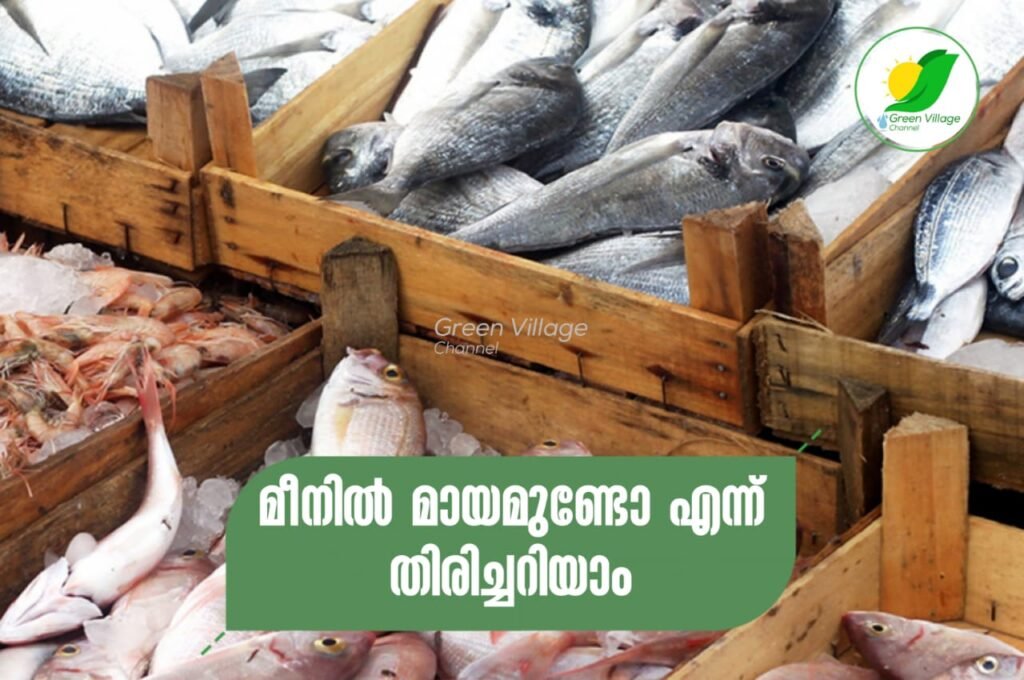 നല്ല മീനാണോ? അറിയാം ഈ മാർഗങ്ങളിലൂടെ... | ways to find fresh fish IMG 20230706 WA0022 1024x680