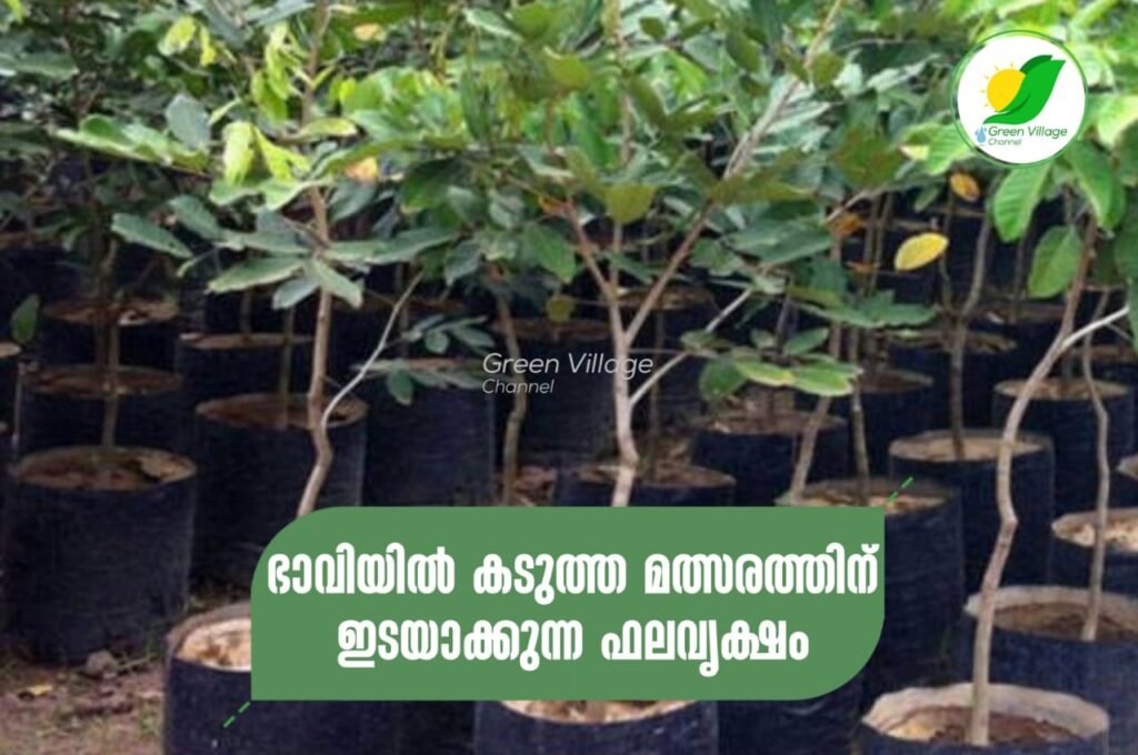 ഭാവിയിൽ കടുത്ത മത്സരത്തിന് വഴിവെച്ചേക്കാവുന്ന ഫലവൃക്ഷം | A fruit tree that cause to fierce competition in future IMG 20230707 WA0022 1024x680
