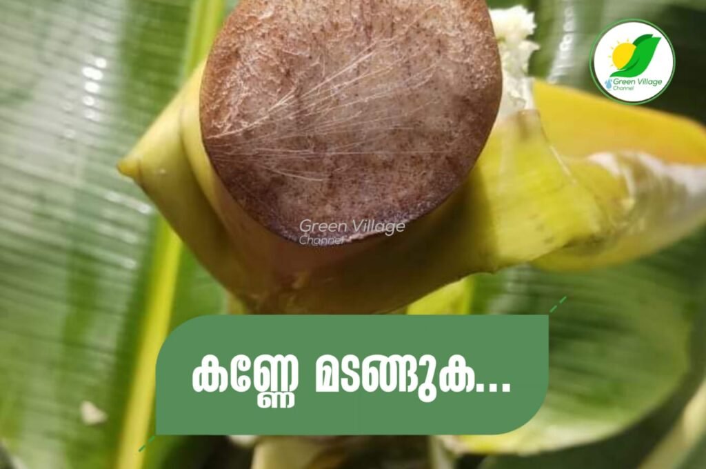 കണ്ണേ മടങ്ങുക... _ പ്രമോദ് മാധവൻ | Pramod madhavan IMG 20230712 WA0012 1024x680
