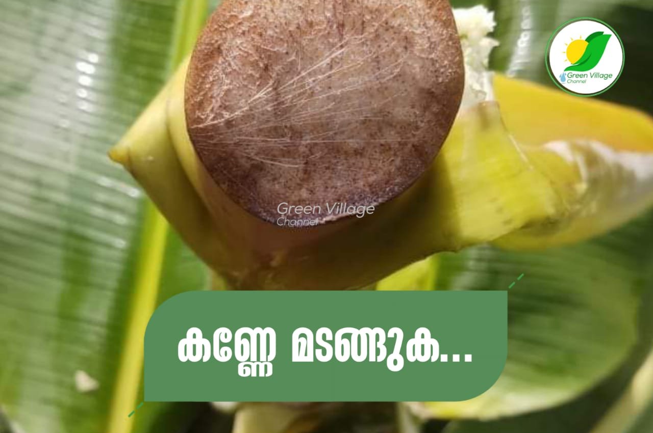 IMG 20230712 WA0012