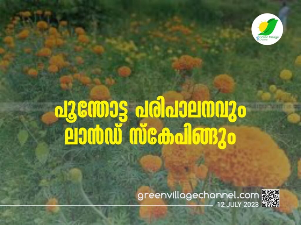 പൂന്തോട്ട പരിപാലനവും ലാൻഡ്സ്കേപിങ്ങും | Maintenance of garden and landscaping IMG 20230712 WA0036 1024x764
