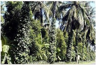 IMG 20230713 WA0030