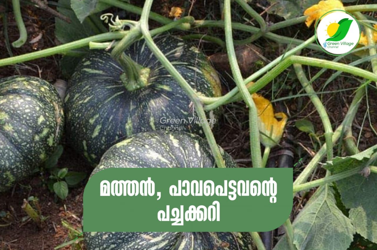 IMG 20230715 WA0008