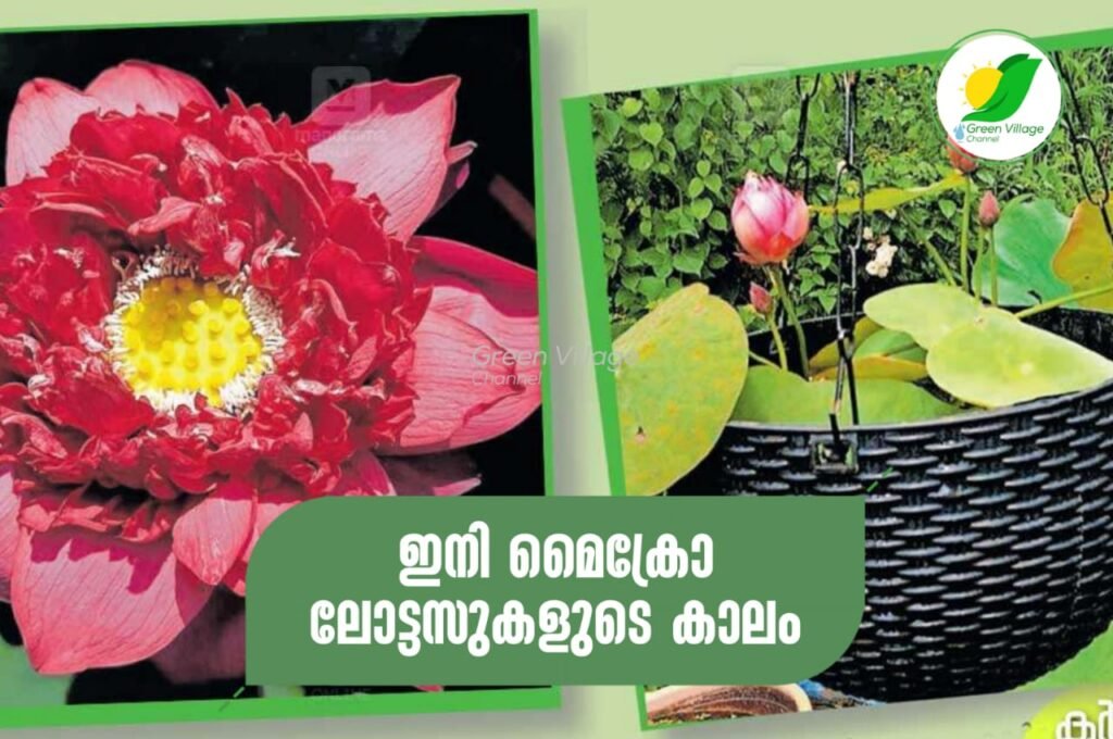 IMG 20230716 WA0028 1024x680