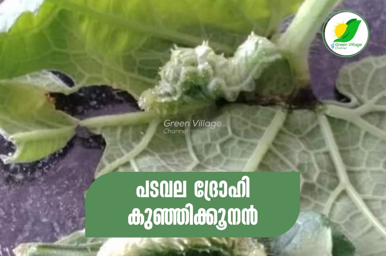 IMG 20230716 WA0054