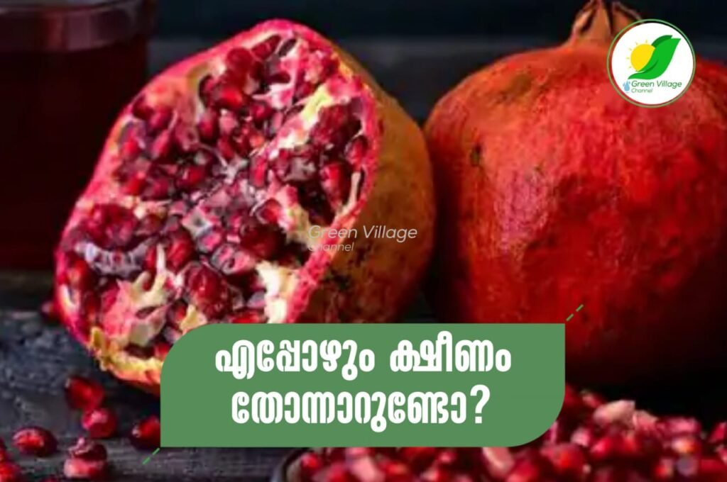 IMG 20230716 WA0087 1024x680