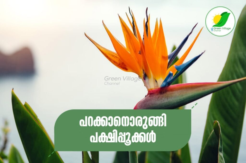 IMG 20230718 WA0011 1024x680
