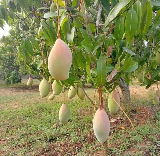 ഇന്ത്യയിലെ തേനൂറും മാവിനങ്ങൾ - പ്രമോദ് മാധവൻ _ Pramod madhavan IMG 20230725 WA0019
