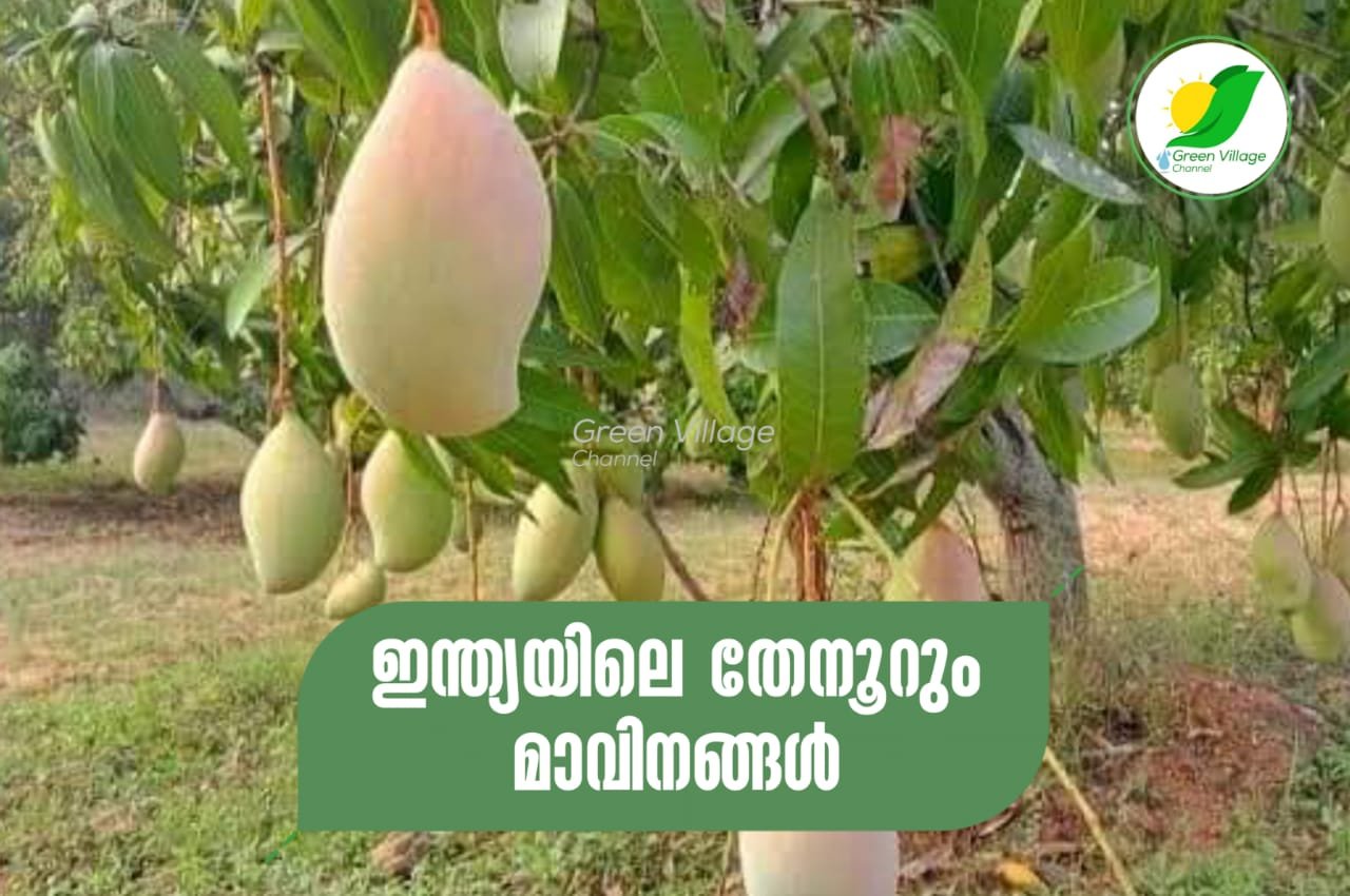 IMG 20230725 WA0021
