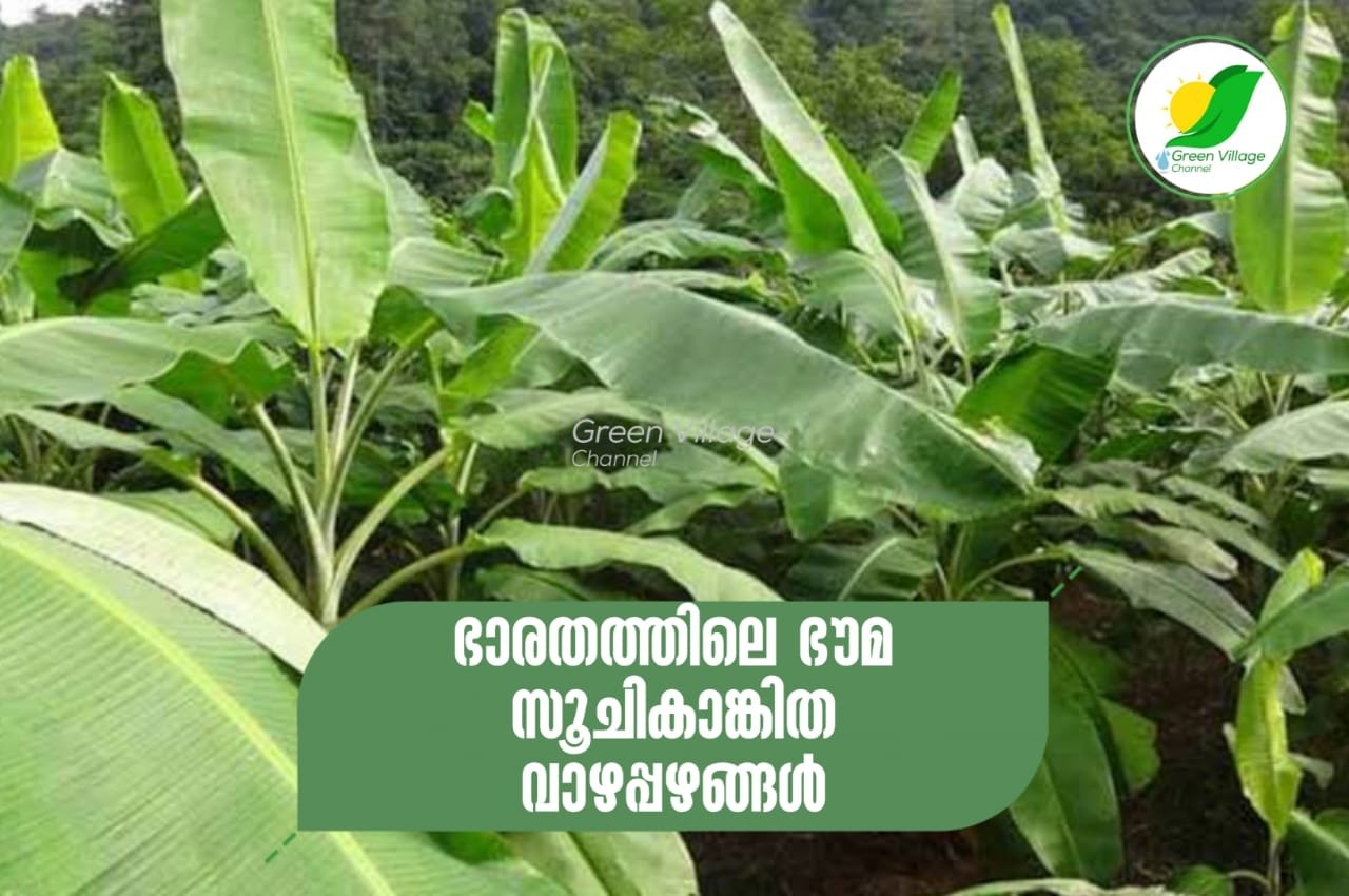 IMG 20230726 WA0065