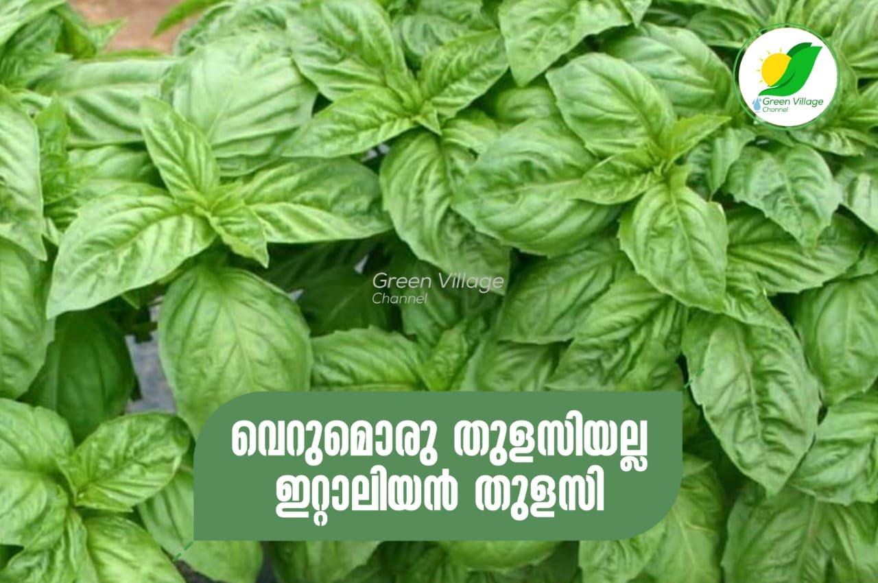 IMG 20230726 WA0069