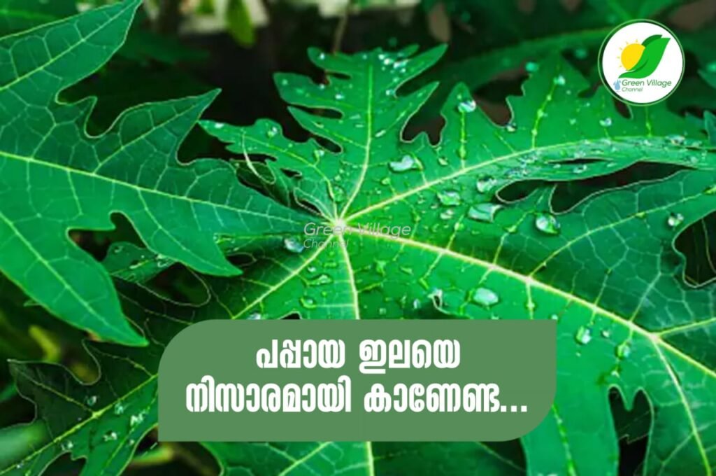 IMG 20230728 WA0002 1024x680
