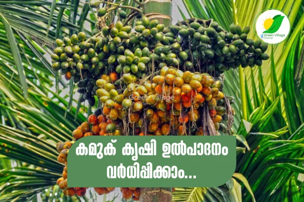 IMG 20230728 WA0016 1024x680