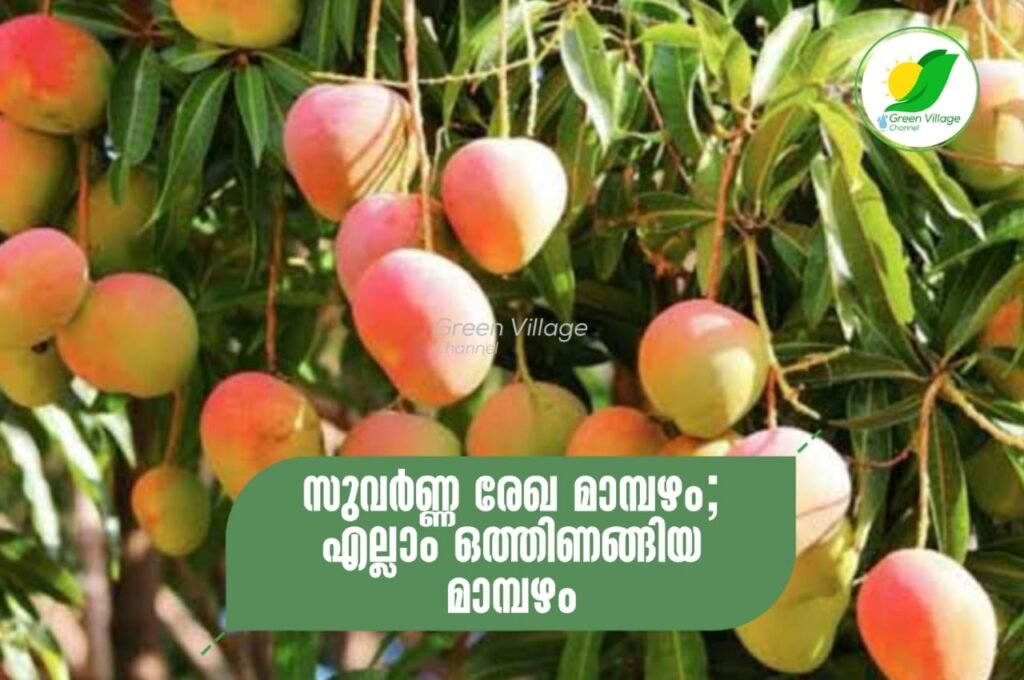 IMG 20230728 WA0017 1024x680