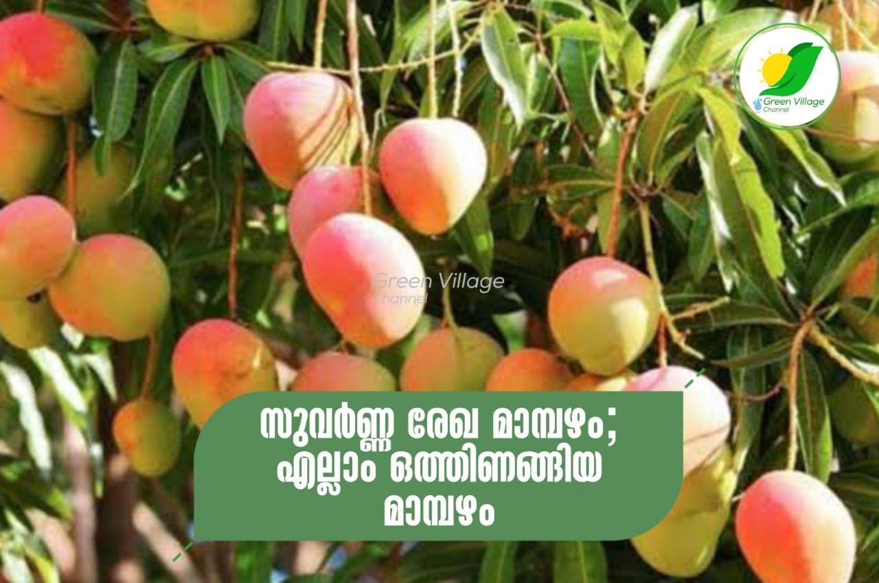 സുവർണ്ണ രേഖ മാമ്പഴം; എല്ലാം ഒത്തിണങ്ങിയ മാമ്പഴം | Suvarna rekha mango IMG 20230728 WA0017