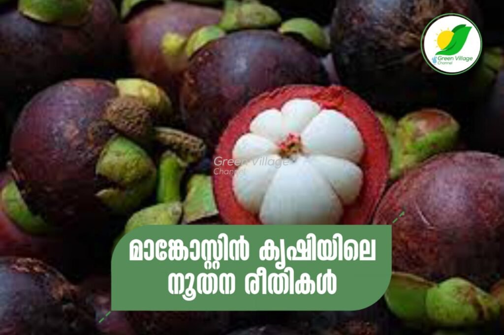 IMG 20230728 WA0047 1024x680