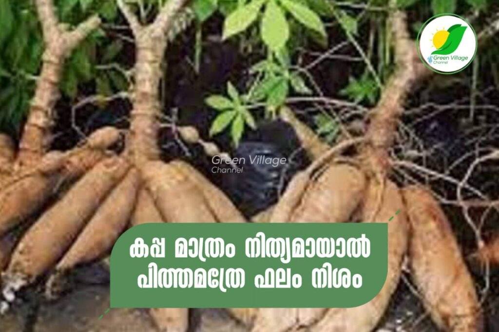 IMG 20230729 WA0019 1024x680