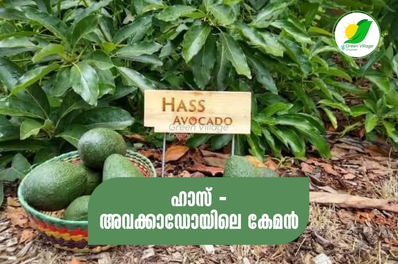 IMG 20230731 WA0025