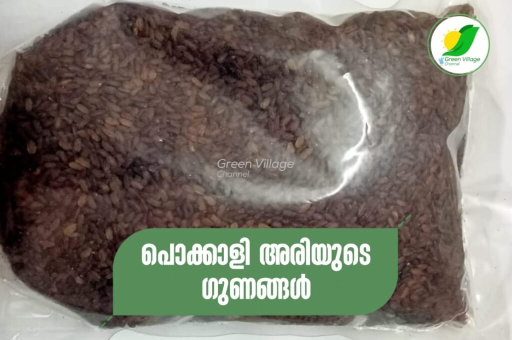 IMG 20230801 WA0050 1024x680