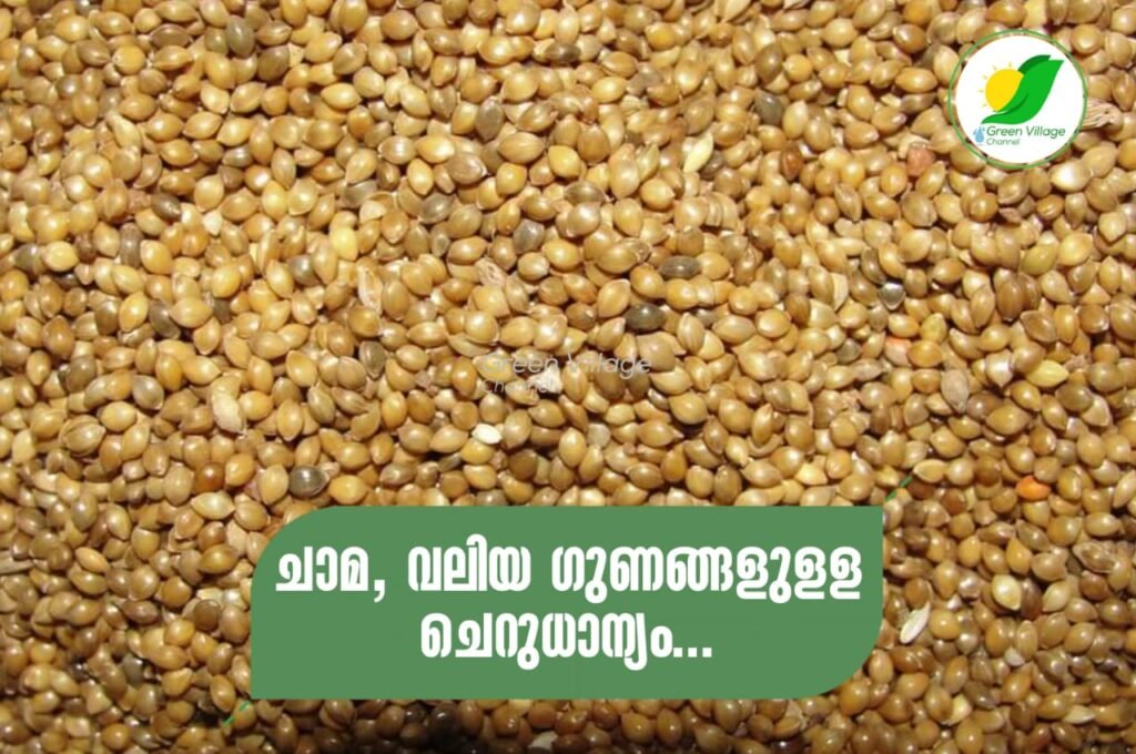 IMG 20230803 WA0009 1024x680