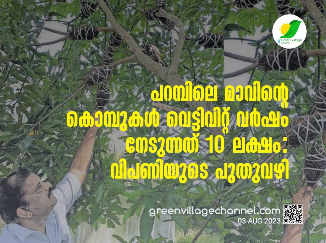 പറമ്പിലെ മാവിന്റെ കൊമ്പുകൾ വെട്ടിവിറ്റ് വർഷം നേടുന്നത് 10 ലക്ഷം; വിപണിയുടെ പുതുവഴി | Mango tree air layering provides farmers with a better income IMG 20230803 WA0021