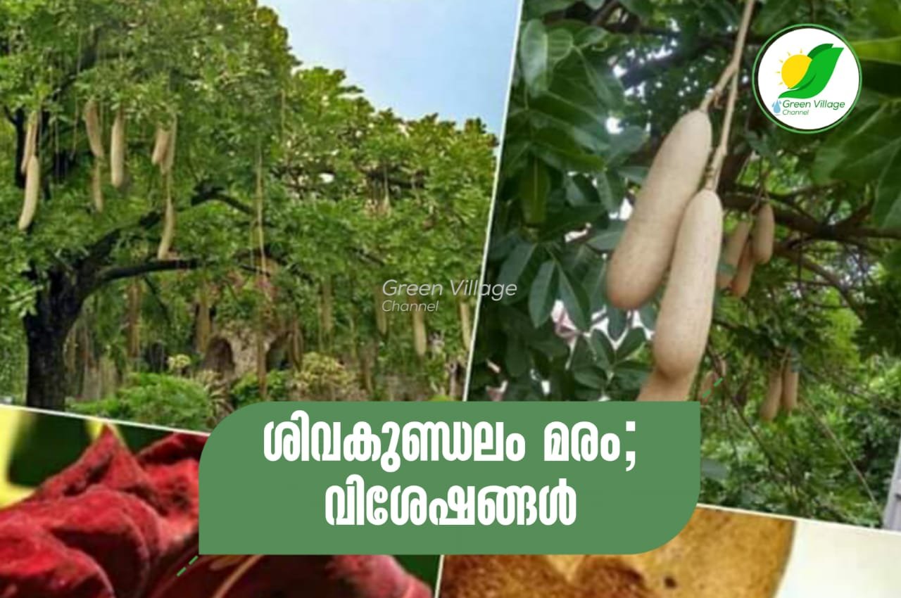 IMG 20230804 WA0022