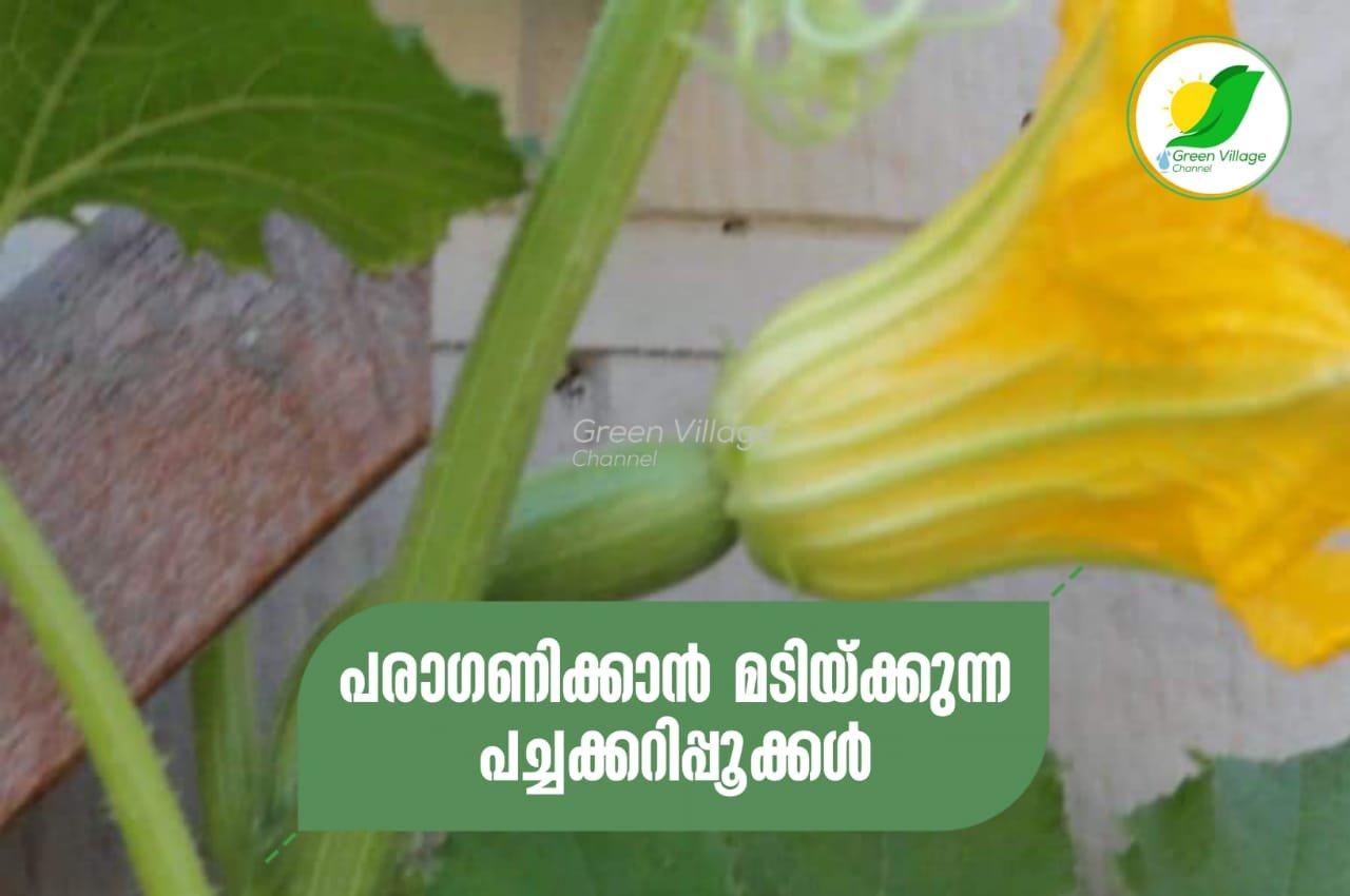 IMG 20230804 WA0033