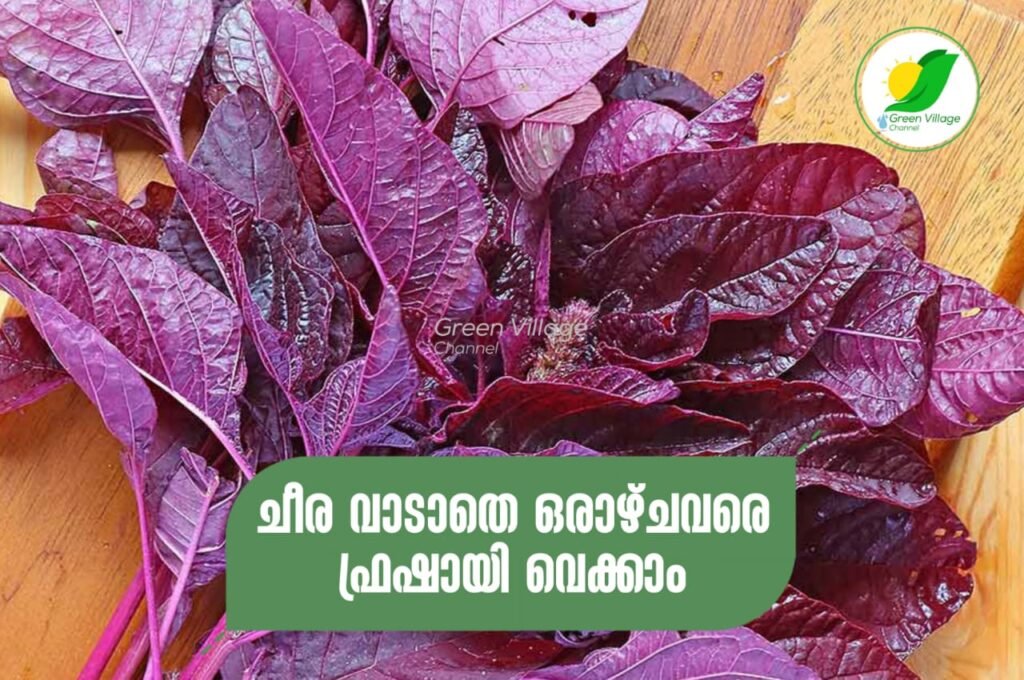 IMG 20230806 WA0016 1024x680