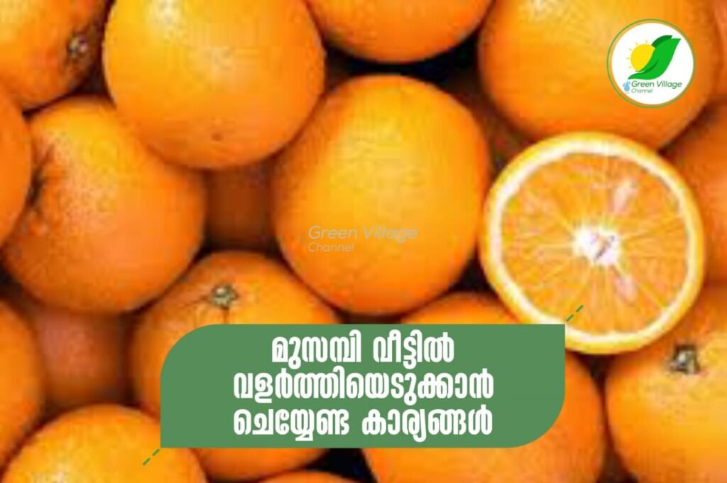 IMG 20230809 WA0053 1024x680
