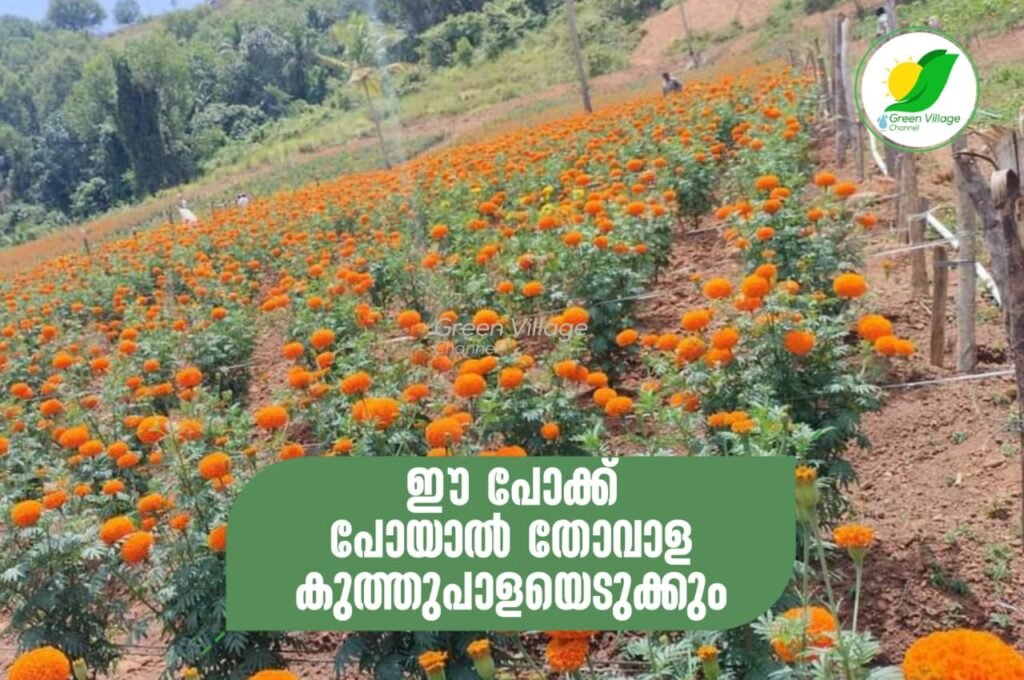 IMG 20230812 WA0050 1024x680