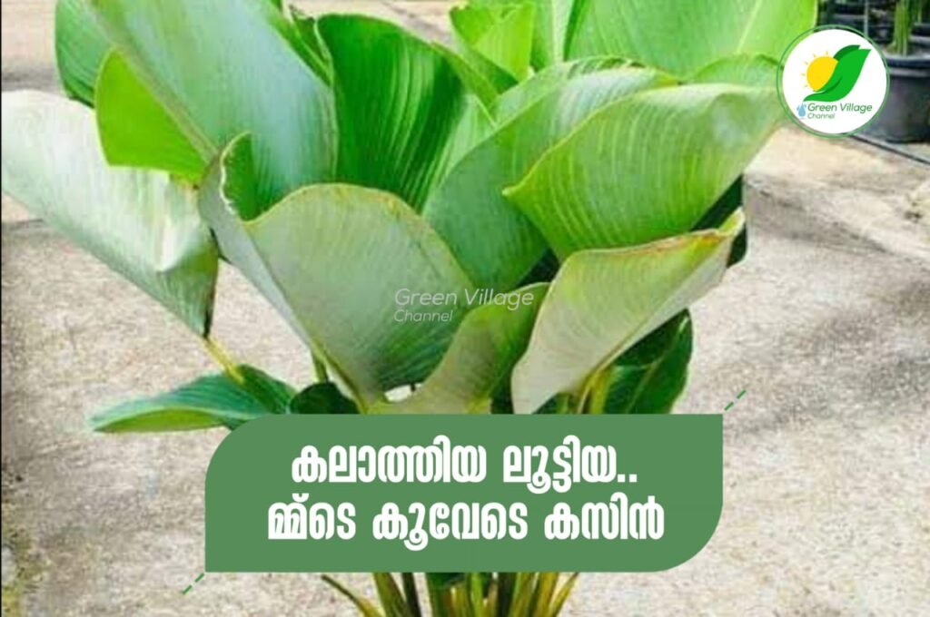 IMG 20230813 WA0028 1024x680