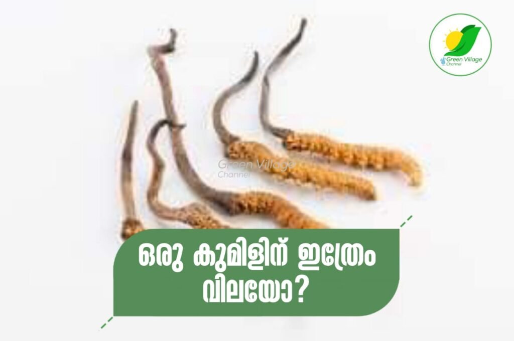 IMG 20230814 WA0027 1024x680