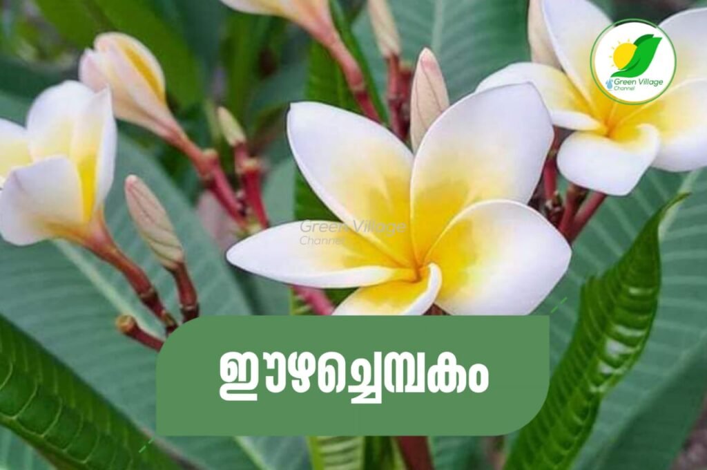 IMG 20230819 WA0004 1024x680