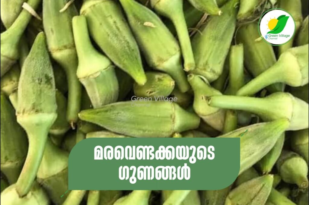 IMG 20230819 WA0005 1024x680