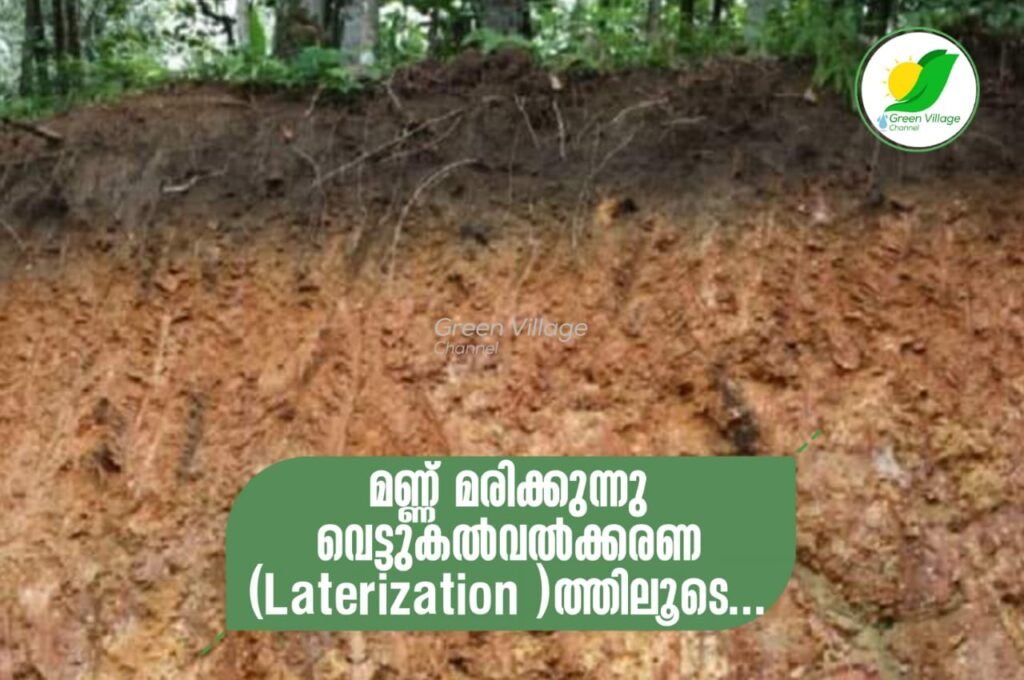 IMG 20230822 WA0042 1024x680