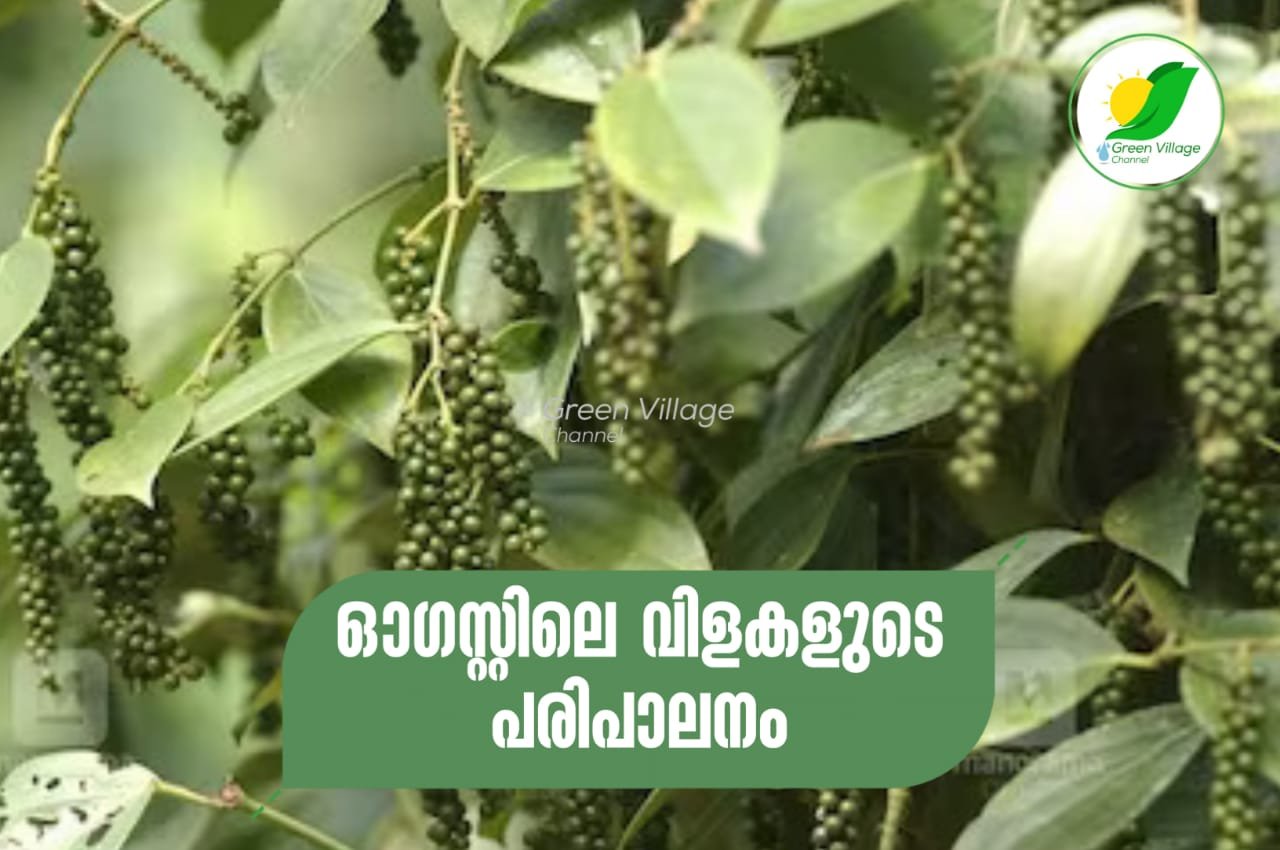 IMG 20230824 WA0035
