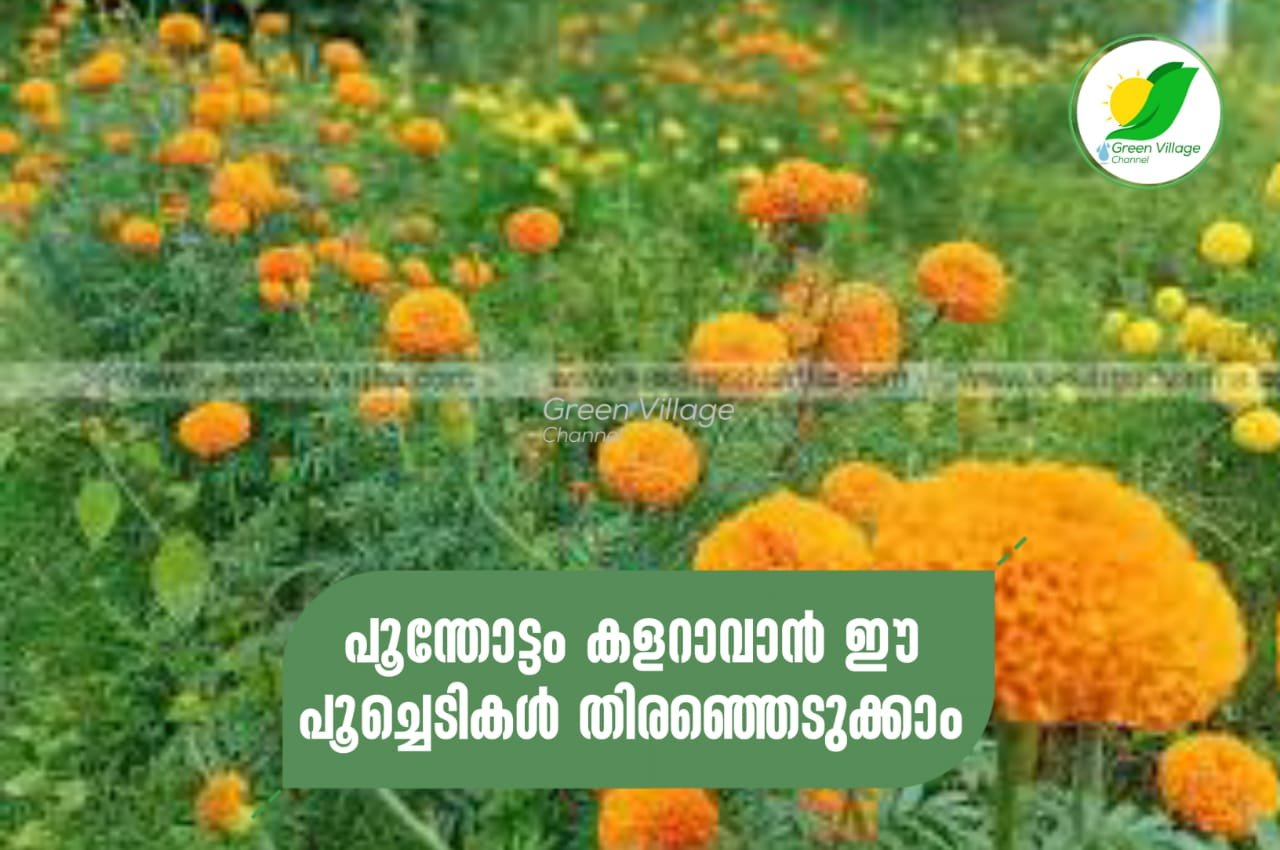 IMG 20230825 WA0000