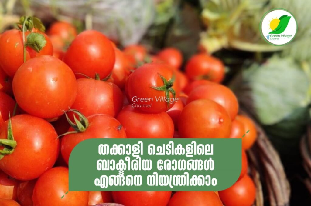 IMG 20230826 WA0002 1024x680