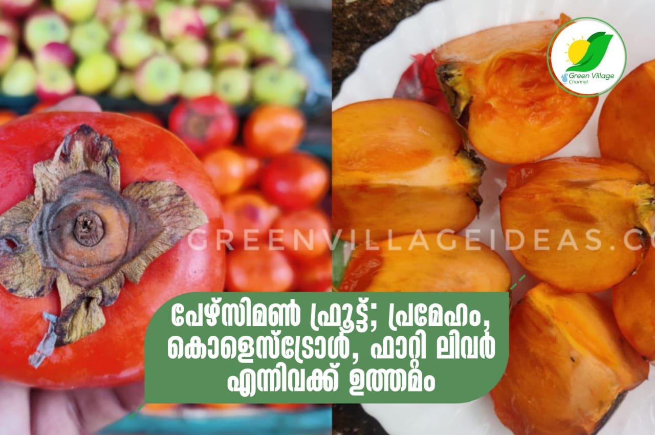 പേഴ്സിമൺ ഫ്രൂട്ട് അഥവാ കാക്കിപ്പഴം, പ്രമേഹം, കൊളസ്ട്രോൾ, ഫാറ്റി ലിവർ എന്നിവയ്ക്ക് ഉത്തമം! IMG 20230827 WA0062