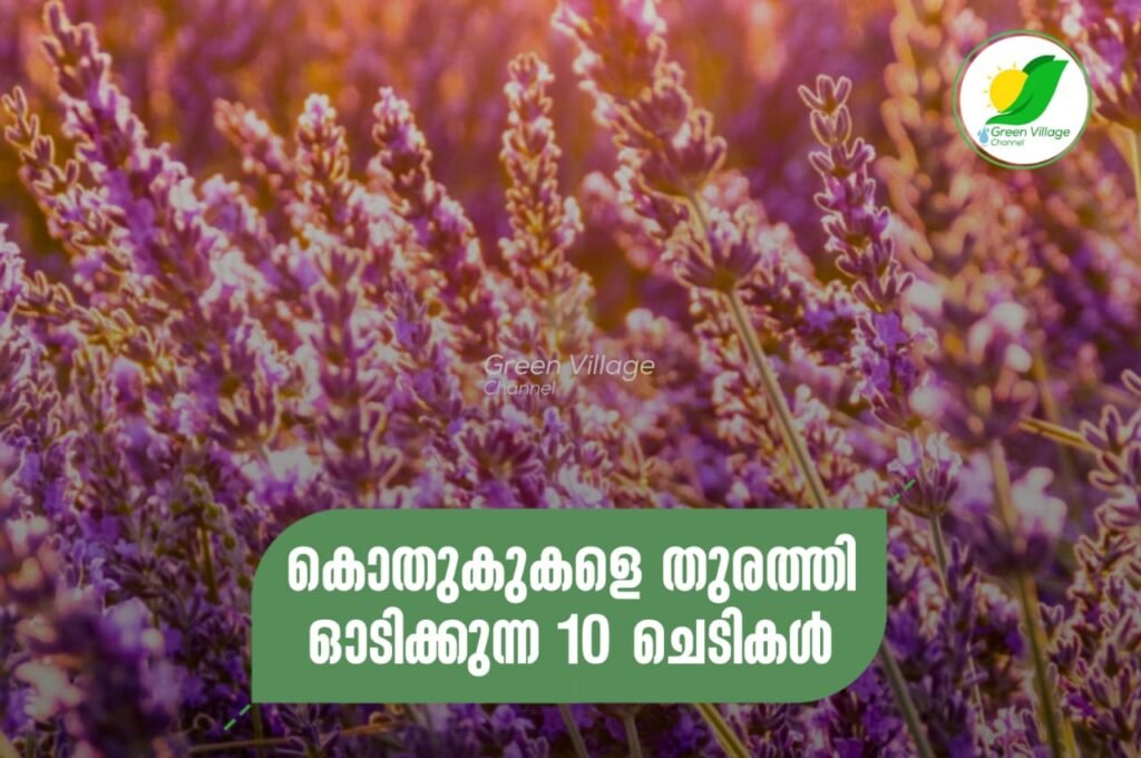 IMG 20230828 WA0085 1024x680