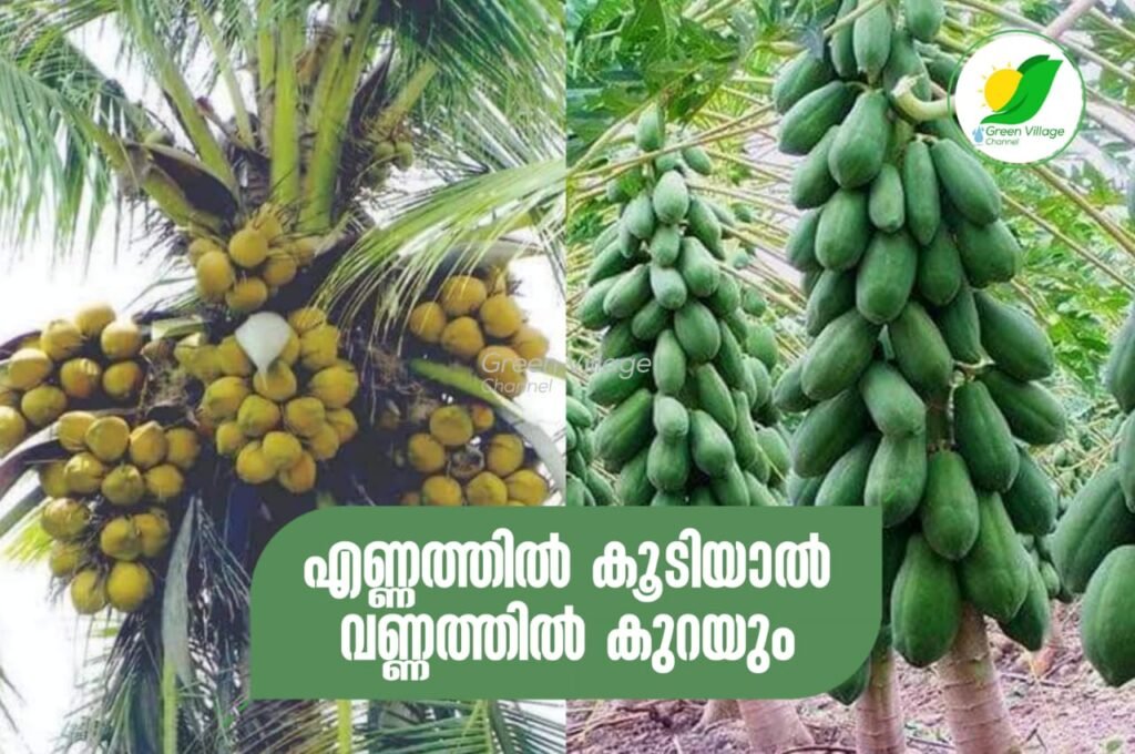 IMG 20230829 WA0061 1024x680