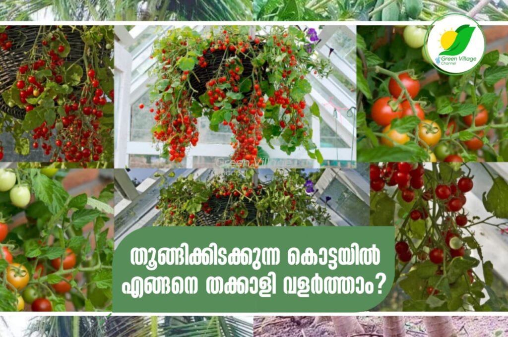 IMG 20230829 WA0109 1024x680