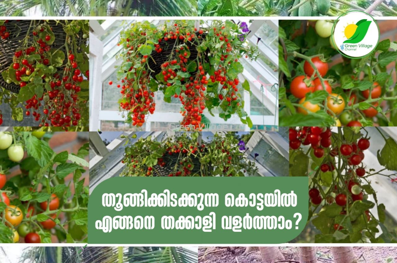 IMG 20230829 WA0109