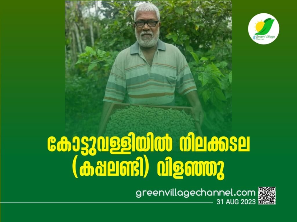 കോട്ടുവള്ളിയിൽ നിലക്കടല (കപ്പലണ്ടി) വിളഞ്ഞു IMG 20230830 WA0071 1024x764